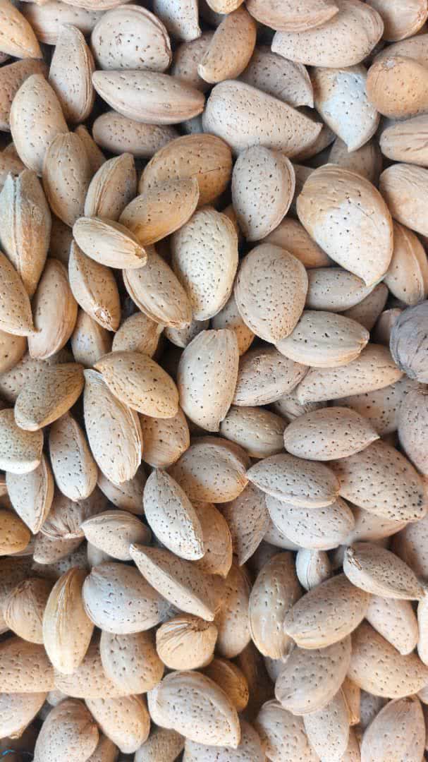 قیمت خرید بادام سنگی ریز عمده به صرفه و ارزان